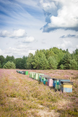 Fototapeta na wymiar Apiary on the moors. Beehives with bees on the background of purple flowers. A beautiful sunny day.
