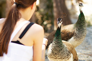 A young girl feeds from the hands of a peacock
