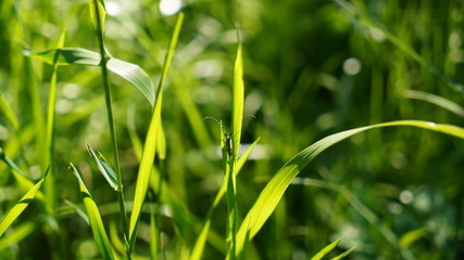 Beetle (bug) in green grass in the sun