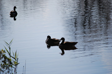 Duck Sillouhettes on a pond with reflections