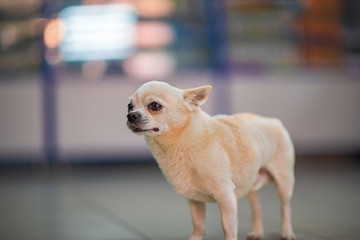 Chihuahua breed dog at the store premises.