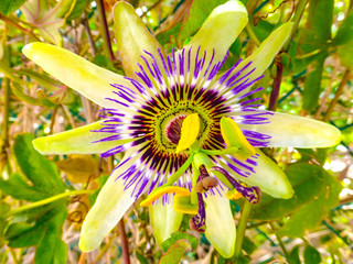 Passion Flower, an amazing flower in full bloom with yellows and purple radiant colors