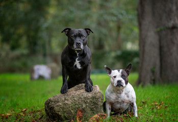Staffies in the park