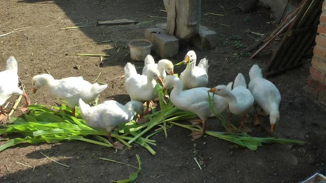 white domestic geese in a rural yard pinch young corn