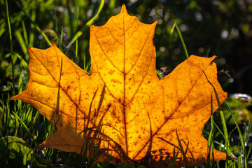 Ahornblatt von Sonne beleuchtet mit Schatten im Herbst
