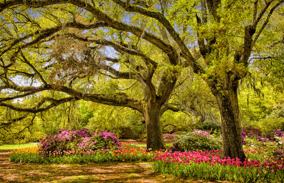 weeping trees with azaleas