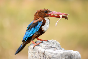King Fisher Bird with Big Prey