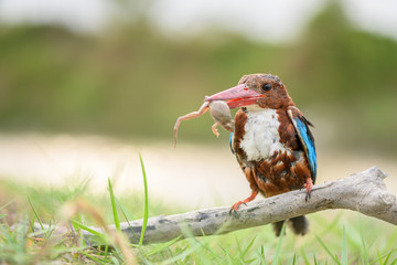 King Fisher Bird with Big Prey