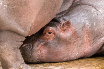Cute little Hippo