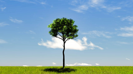 Fototapeta na wymiar One Tree At Sky Background 3D Rendering