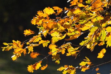 Fototapeta na wymiar Golden Autumn Leaves backlit by low late afternoon sun in October in Berlin Public Park Hasenheide