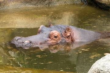 Relxaed Hippo