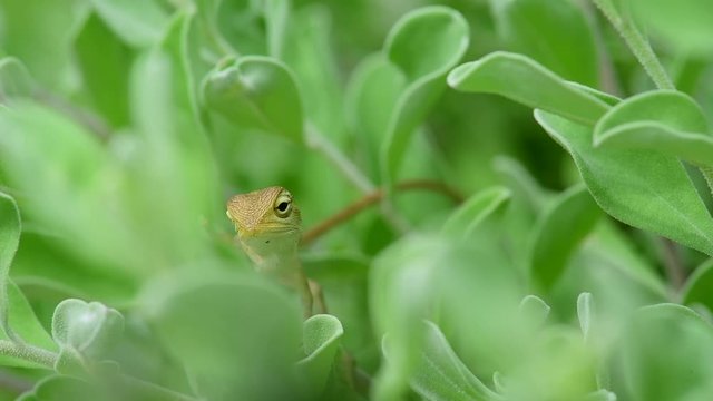 A little chameleon in the forest.