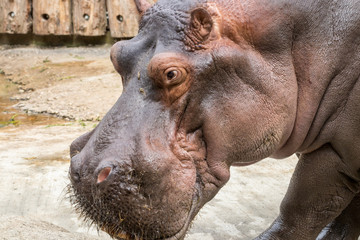 Relxaed Hippo