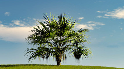 One Palm on Sky Background 3D Rendering