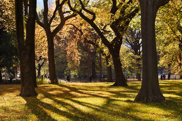 Beautiful autumn park. Autumn in New York. Autumn trees and leaves. Autumn Landscape.Park in Autumn. Forest in Autumn.