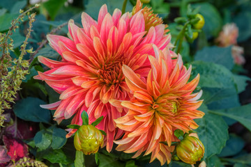 Orange and yellow flowers of blooming Dahlia, a tuberous-rooted Mexican plant, cultivated for its brightly colored single or double flowers, in garden at autumn.