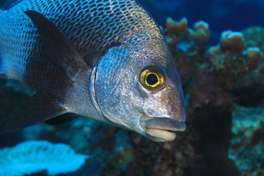 Black margate fish
