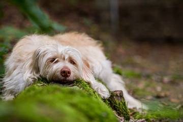 Hund müde im Wald