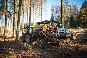 Heavy industrial machinery working in the forest. Harvester in a spruce forest working with logs. Heavy machinery.  - 302039064