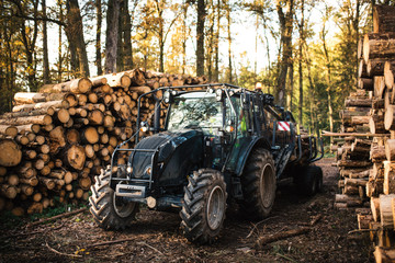 Fototapeta na wymiar Heavy industrial machinery working in the forest. Harvester in a spruce forest working with logs. Heavy machinery. 