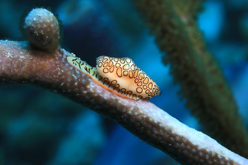 Flamingo tongue snail © aquapix