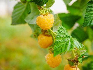 yellow raspberries on a bush. Yellow raspberries on a bush. Close-up of yellow raspberries on a bush
