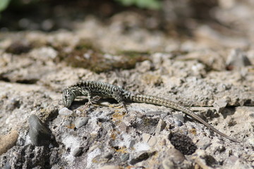 Eidechse kuschelt sich an Felsen
