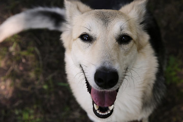 Funny big dog with kind look on ground at nature