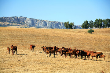 Fototapeta premium campo cavalli sicilia