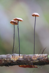 Gymnopus androsaceus, known as horsehair parachute mushroom