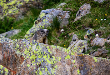 Murmeltier in den Alpen, auf dem Fernweanderweg E5