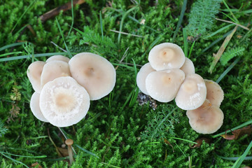 Gymnopus confluens, known as Clustered Toughshank or Tufted Collybia, wild mushroom from Finland