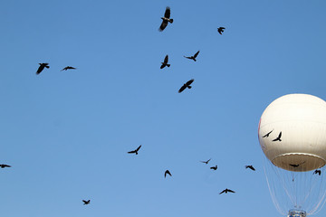 A flock of Colombo crows (Corvus splendens) and western jackdaws (Coloeus monedula) flying with a clear sky and a helium observation balloon in the background