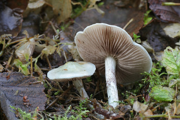 Stropharia caerulea, known as the blue roundhead or blue-green psilocybe, wild mushroom from Finland