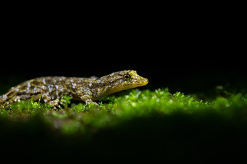 Rain Forest gecko 