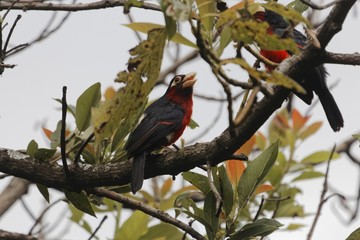 Double-toothed barbet, Lybius bidentatus