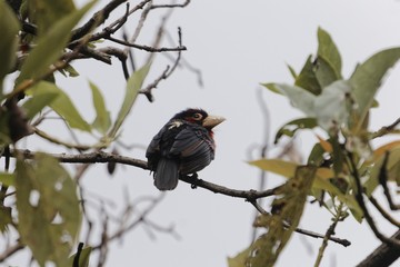Double-toothed barbet, Lybius bidentatus