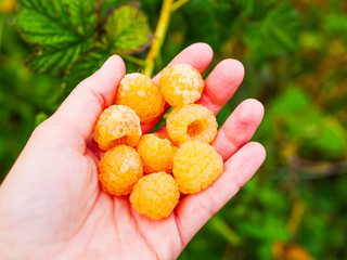 yellow raspberries. holding raspberries in hand. Yellow raspberries grow on the bushes. Unusual color of the fruit, but the taste is very similar to red berries. sunny raspberries.