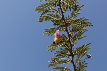 Flower of a sicklebush, Dichrostachys cinerea
