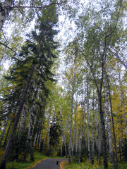 Obraz premium A child walks in the forest. The view from the back. Picturesque landscape. The yellow leaves have fallen. Autumn has come. Chalet in the country. Freshness of a frosty morning. 