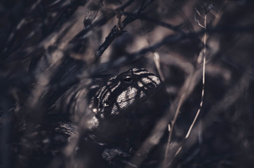 hiding lizard