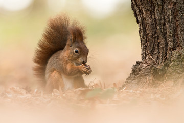 Cute Red squirrel in the natural evironment, wildlife, close up, silhouete, Sciurus vulgaris