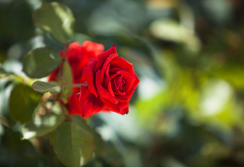 Red rose in the garden