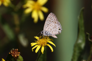 A Lang's short-tailed blue, aka common zebra blue (Leptotes pirithous) perched on a groundsel flower (Senecio vulgaris)