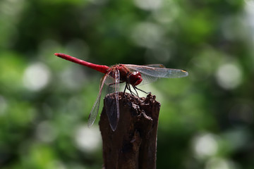 A Scarlet dragonfly (Crocothemis erythraea) perched on a branch