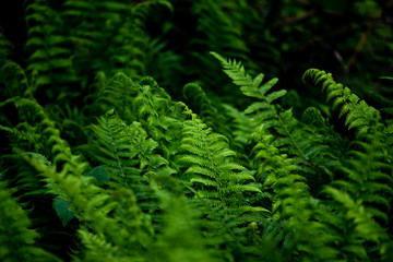 he beauty of rain forest