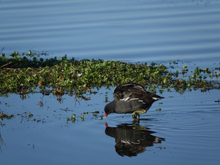 waterhen (Gallinula chloropus) feeding in shallow water of pond during autumn