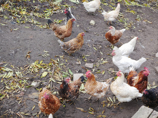 Chickens geese farming. geese. poultry yard in the village. Chickens and geese walk in the fresh air. farm with animals