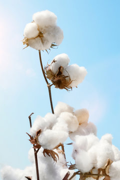cotton flowers with sun at agricultural field
